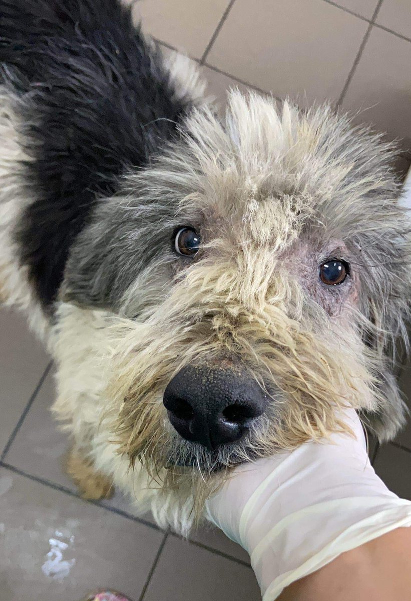SaveAKSDog's tweet photo. 🙏 Who can help #Mailo ? 🙏
This poor boy was rescued & put in a shelter, which has now closed. He has no where to go, & faces the most awful fate. So we have, of course, stepped in! 💛
Can you #Help us with Mailo's journey ahead?...🙏
Pls retweet
1/3
#forgottensoulshour https://t.co/inmiJMYWXV