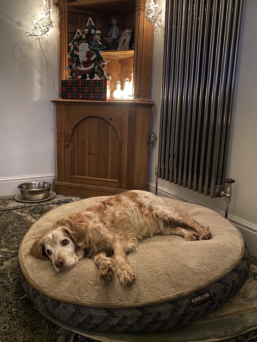 SpanielsSuper's tweet photo. Lying dreaming of Christmas lunch #Turkey ##Trimmings #NoSprouts #AdoptDontShop https://t.co/rr4iHBBo2R