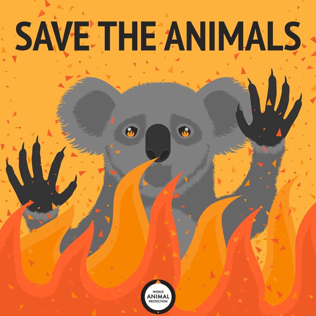 World Animal Protection US on X: "Climate change is causing so much  suffering around the world—and it's mostly to animals. 💔 We have to do  everything we can to protect them. https://t.co/XJasgHCSFx" /