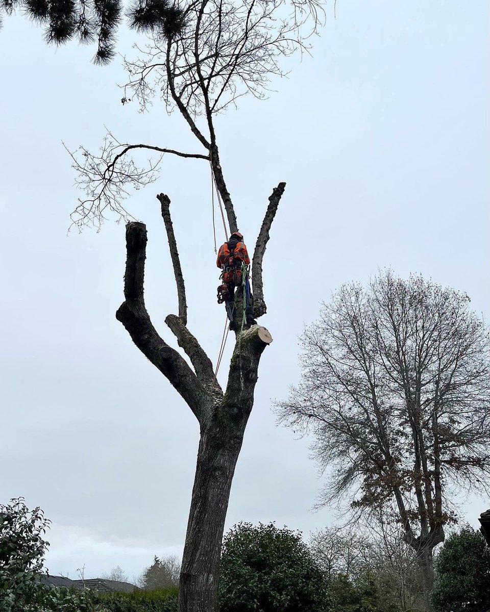 YVR Tree Care tweet media