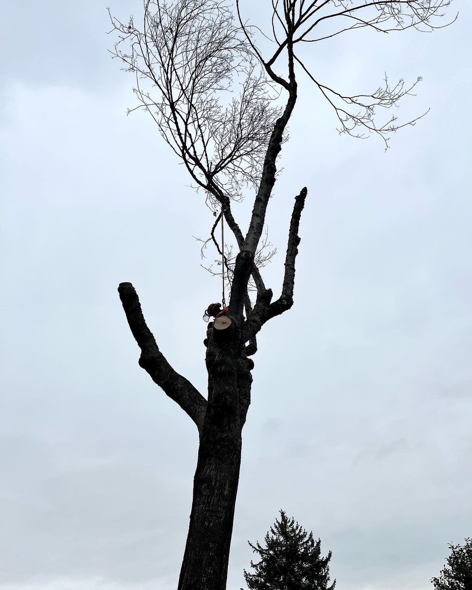 YVR Tree Care tweet media