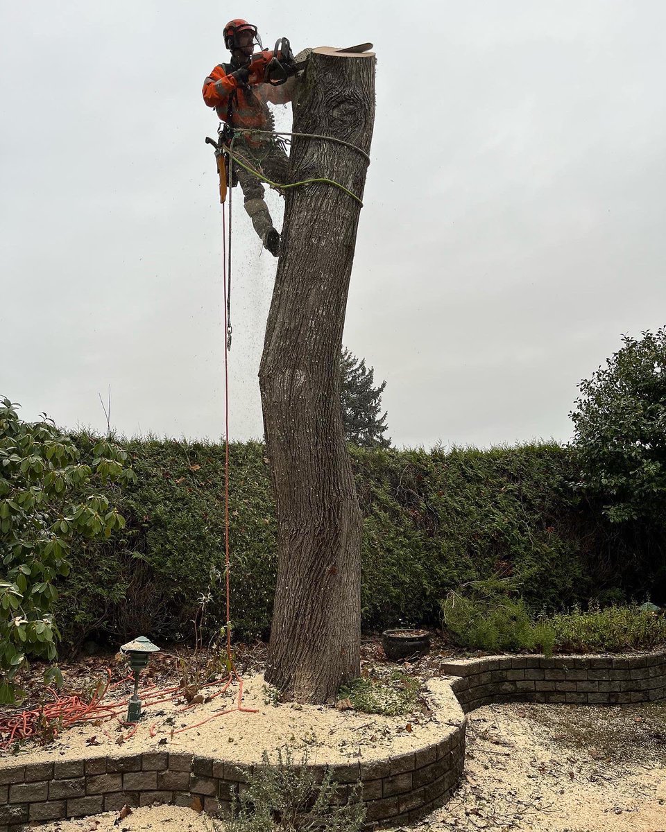 YVR Tree Care tweet media
