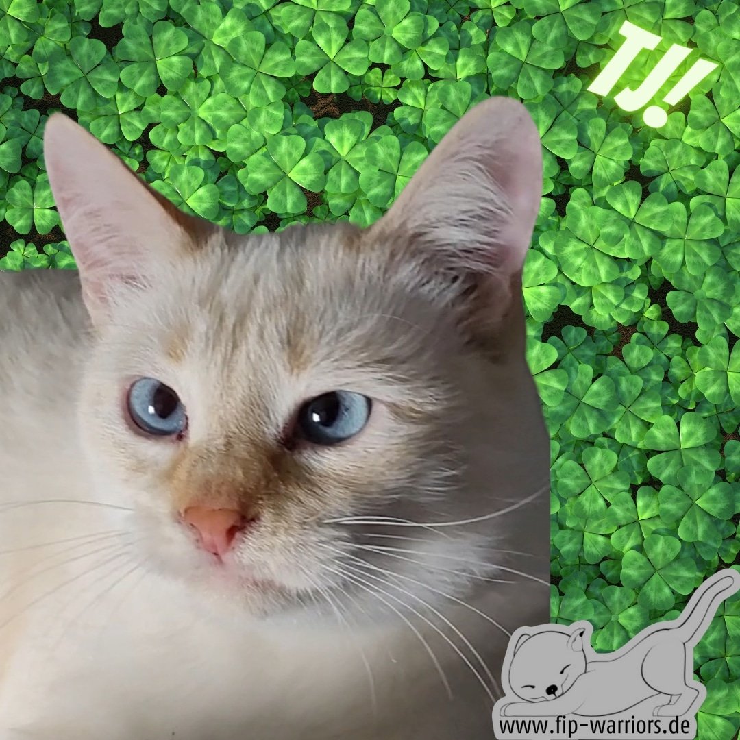 FipWarriors's tweet photo. Schau mir in die Augen, Kleines! Ich bin TJ und hab den ersten Schritt der #FIP Behandlung erfolgreich absolviert. Jetzt schiele ich mich durch die Wartezeit!
#fightfip #fipwarriors #felineinfectiousperitonitis #fcov https://t.co/llQU3uCQiu