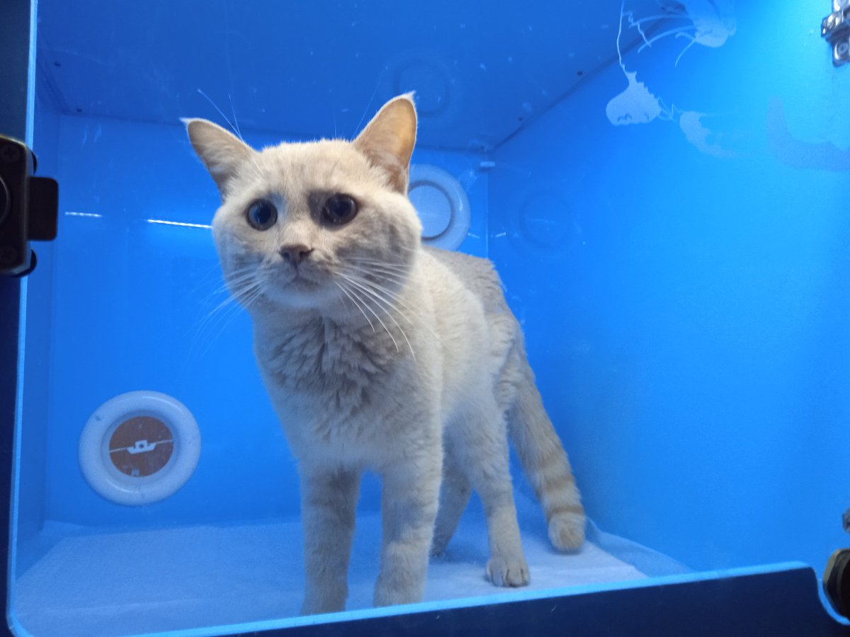 Сегодня пришла проверить, вижу - сосед. Красивый молодой кот. Хозяйка принесла усыпить
У врача не поднялась рука убить
Просит помощи