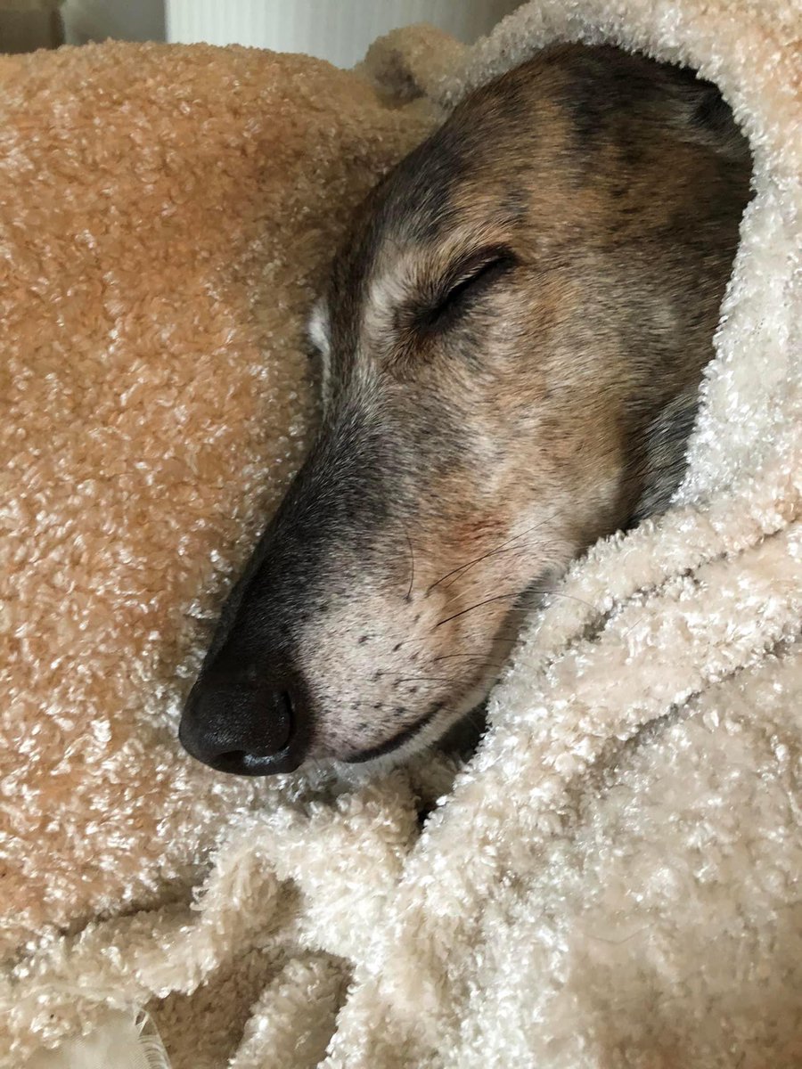 As we reach the end of an exceptionally busy year for the GAL volunteers please note that we all plan to have a little rest over Christmas and New Year. There will be very limited coverage of the helpline during this period. See you all in 2023! ❤️