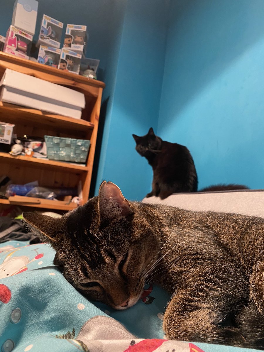voodookitter's tweet photo. todaye we met som of those chilldrom thimgs,,, we not bigest fans too be honest https://t.co/lr10IFE7pZ