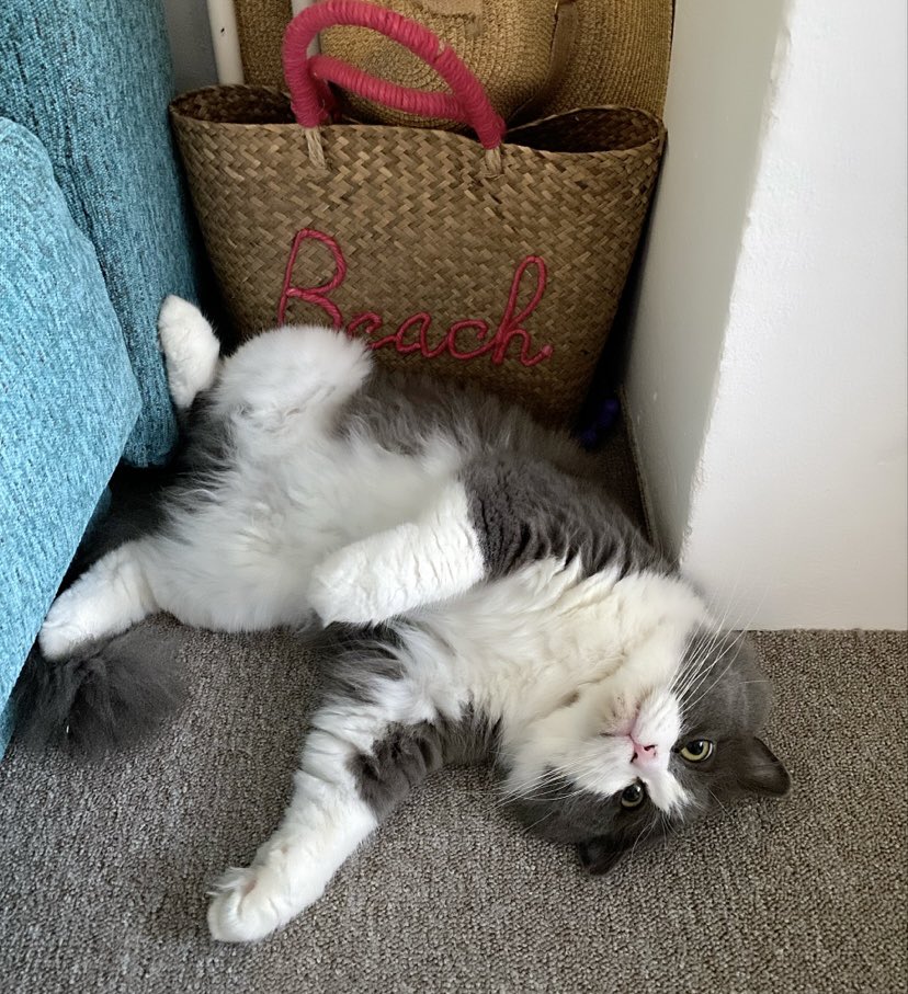 MMubl's tweet photo. “ Jah teška života” 🙃😻 https://t.co/rju0BpX3tc
