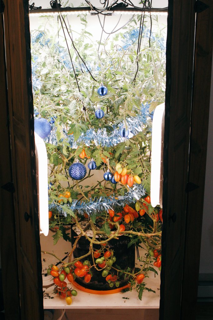 All set up! 🎄🫶🍅

#ChristmasTree #ChristmasTrees #growyourown #cool