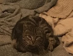 JohnnySpacey2's tweet photo. ...So, she’s turned up at this time of year, heavily pregnant and with a male that isn’t the father in tow and has been sleeping in my barn...
...Henceforth the #CookingFat’s new GF shall be known as Mary. https://t.co/S5KqjgbcE6