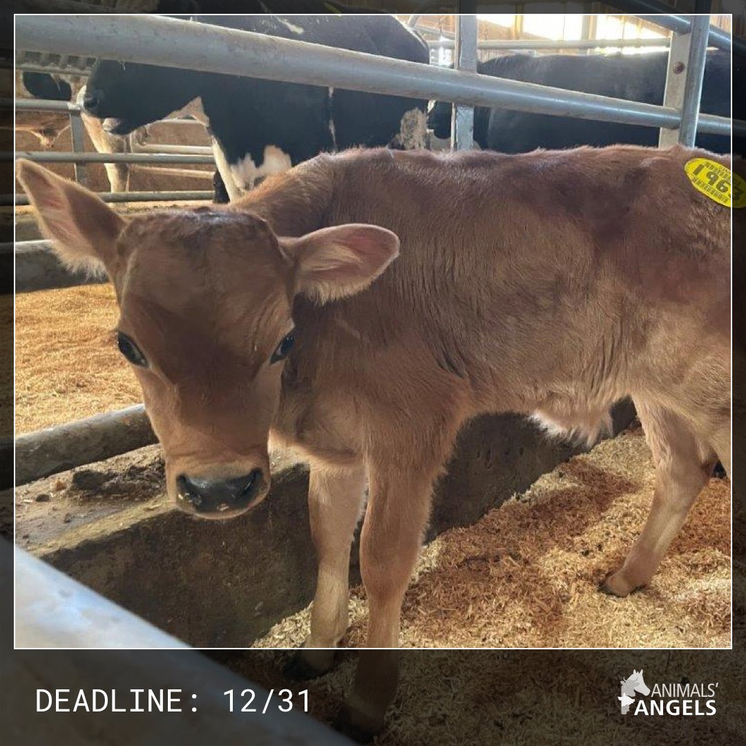 AnimalsAngelsUS's tweet photo. 12/31 deadline approaching! We are planning more investigations than ever in the year ahead – because we know animals across the country are scared, alone, and counting on us. Help #AnimalsAngels prepare w/ a tax-deductible gift: https://t.co/gYLTJU79PQ https://t.co/vyLmlnqWLP