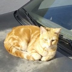 vidacongatos's tweet photo. SIGUE EN LA CALLE.
Nadie se ha ofrecido a acoger a este pequeño desde que empezamos a difundir su caso.
Él es súper sociable y busca continuamente contacto humano.
Está haciendo muchísimo frío y lo peor es que estos días con los petardos y demás corre aún más peligro. https://t.co/sf5N1X7Zte