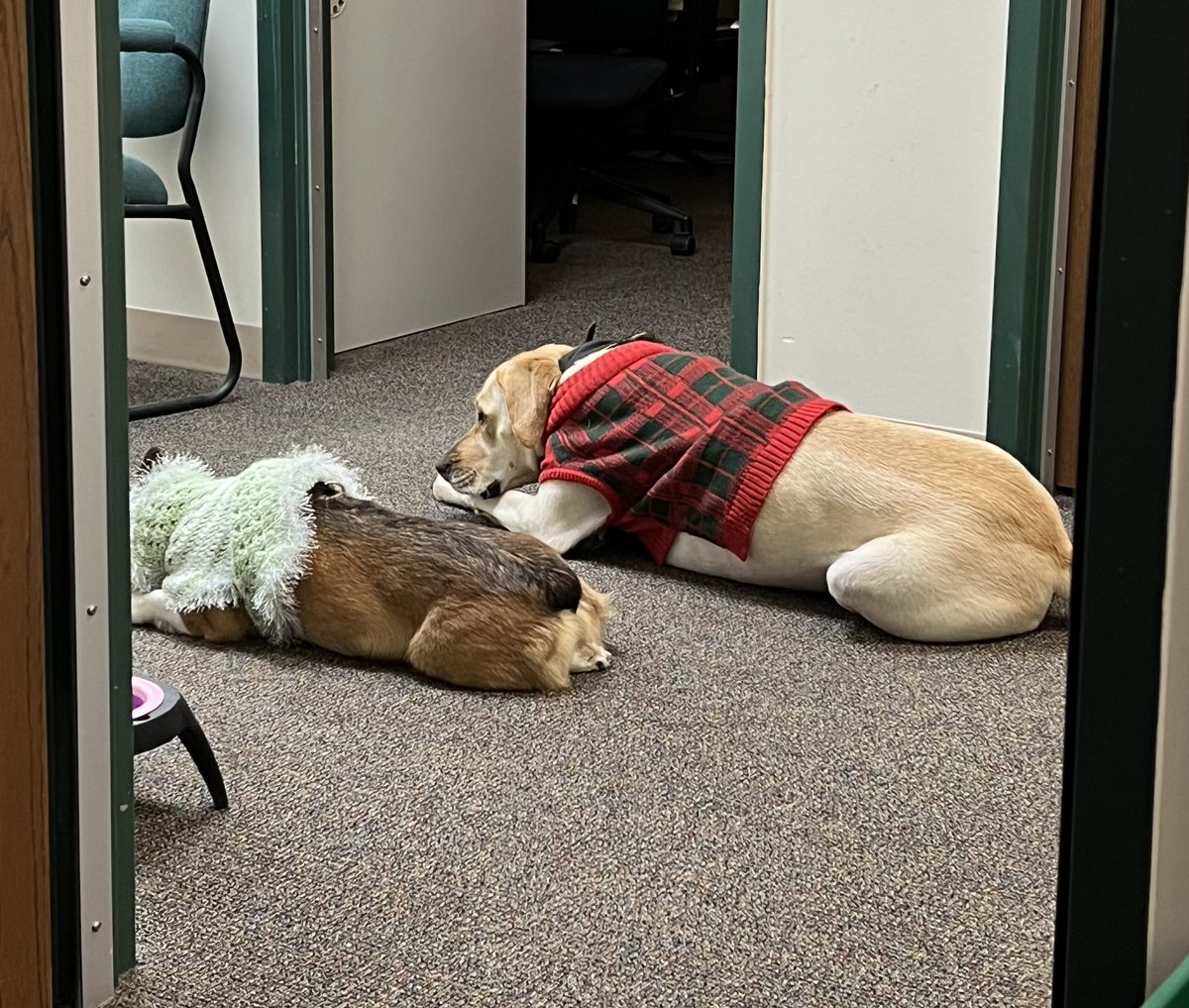 With the announcement of the snow day tomorrow, Daisy and Lacey want to wish everyone a PAWsome winter break!!! ❄️🐾 <a href="/NCSDTherapyDogs/">NCSD Therapy Dogs 🧩🦮💚</a> <a href="/NCSD/">Novi Community School District</a> <a href="/NoviHighSchool/">Novi High School</a>
