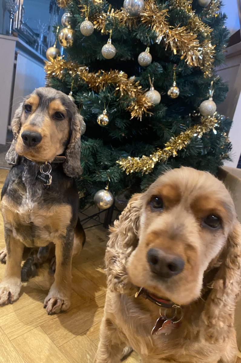 CockerShow's tweet image. Oaping Santa understands my bark messuged and puts a nice bone under this tree for me and my gal this year. We’ve been extra good and I’ve tried my best not to roll in anything smelly since my trim. Merry Cwismas Folks 🎁🎅🏼 🐾 #showcockerlove