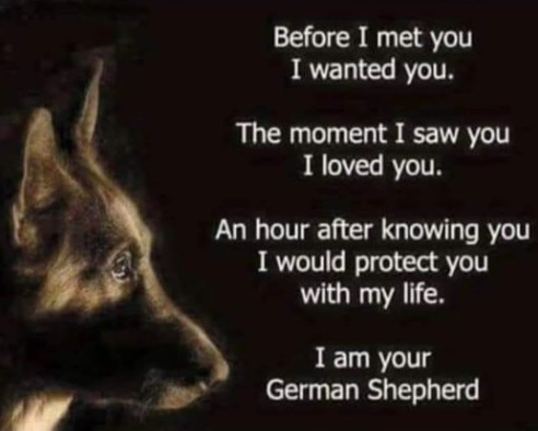 German Shepherd 💗💗💗