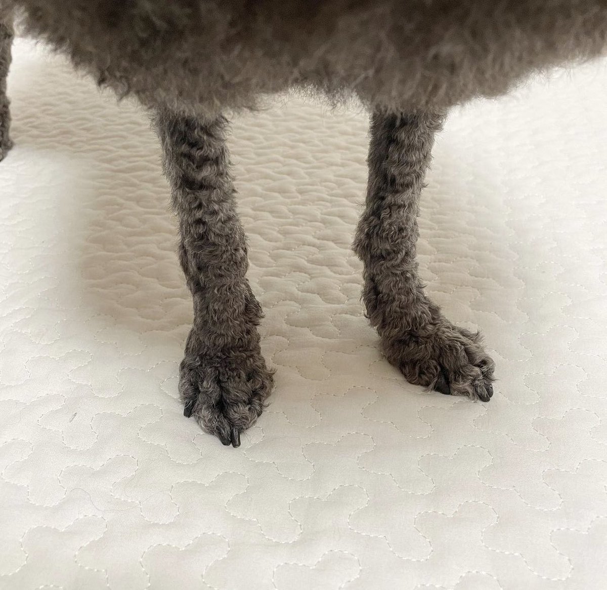 SHUNOMAYORS's tweet photo. Just got him trimmed for the holidays! 🥰😊🙏 - G.L. https://t.co/b7g5tgNQX4