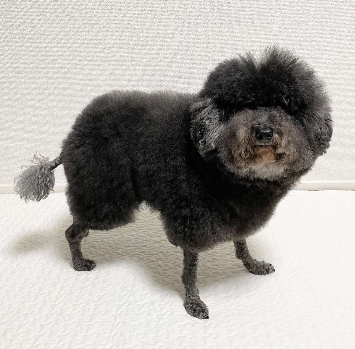 SHUNOMAYORS's tweet photo. Just got him trimmed for the holidays! 🥰😊🙏 - G.L. https://t.co/b7g5tgNQX4