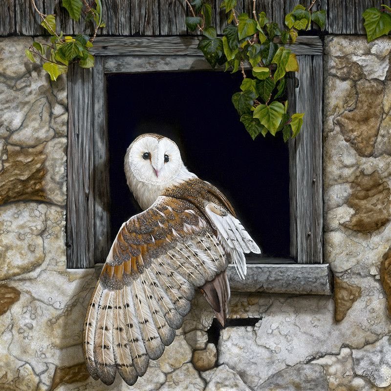 Your owl for tonight!
#photos #photography #birds #owls
