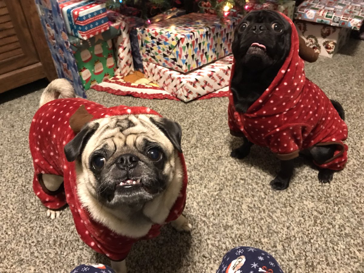 Topekavenger's tweet photo. @itsdougthepug Pippin and Gomez are ready!🎄🦌 https://t.co/HFDzF1hEKd