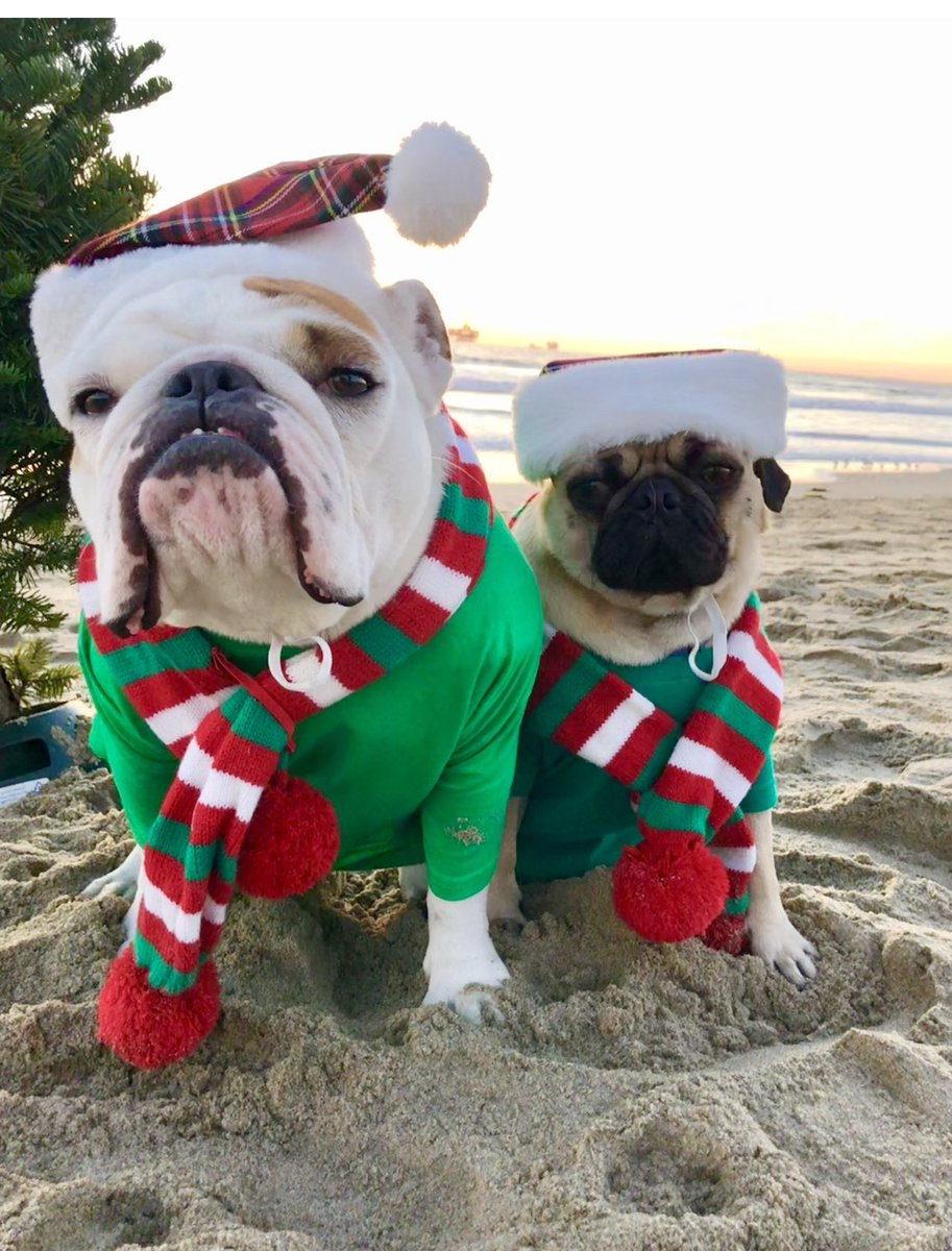 LoulouHoltz's tweet photo. I’d Rather Shovel Sand Than Snow ❄️ ☀️🎅🏻👙🧑‍🎄⛱️
🎄❄️🎄⛄️🎄🎅🏻☃️🧑‍🎄
Want to be Santa Paws? Want to help pets of the elderly, homeless? How about donating a new toy, treats, food or something from the Amazon wish list https://t.co/o1llt891OW
#merrychristmooseandhappylouyear #tbt https://t.co/xELA3xgD8u
