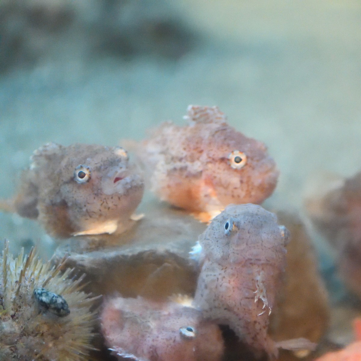 vanaqua's tweet photo. Atlantic spiny lumpsuckers are no strangers to cold weather — check them out in Canada's Arctic! And if your young ones are in the mood for a craft, you can still check out Lumpsucker Stocking Stuffers or one of our other #HolidaySplash craft programs until January 2nd! #vanaqua https://t.co/erjusgsyFp