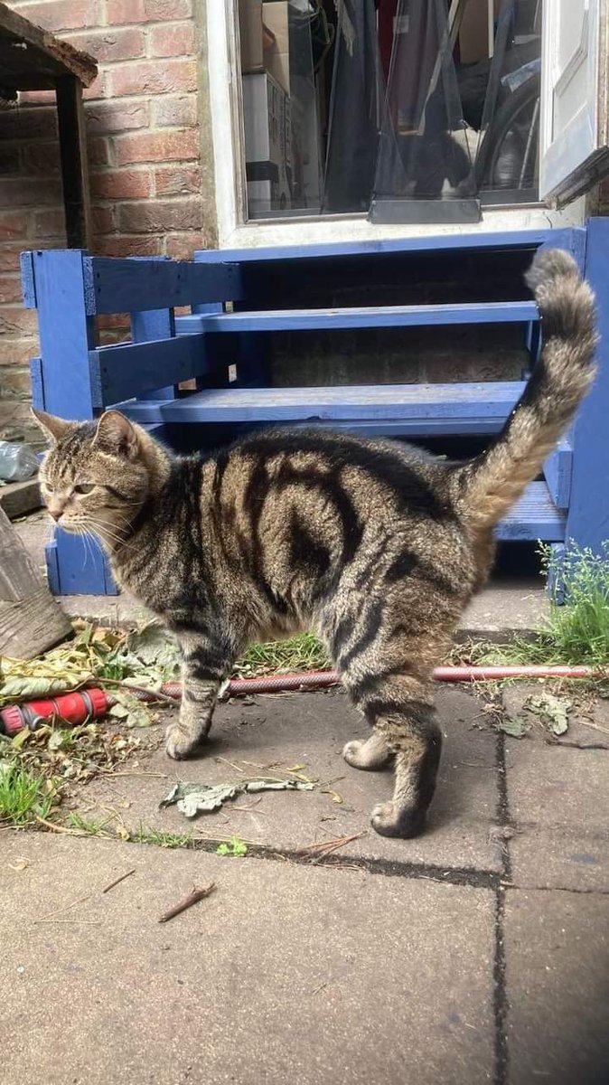 JohnDaffern2's tweet photo. MISSING CAT!
Our cat has been missing for 2 weeks now from #EastCramlington #NE23 area. He will go into peoples houses if they feed him. He has never been gone for this long. Please can you check sheds, garages etc. We’re really worried and miss him very much
Thank you 🐈⬛ https://t.co/2zlKvoo1Jd