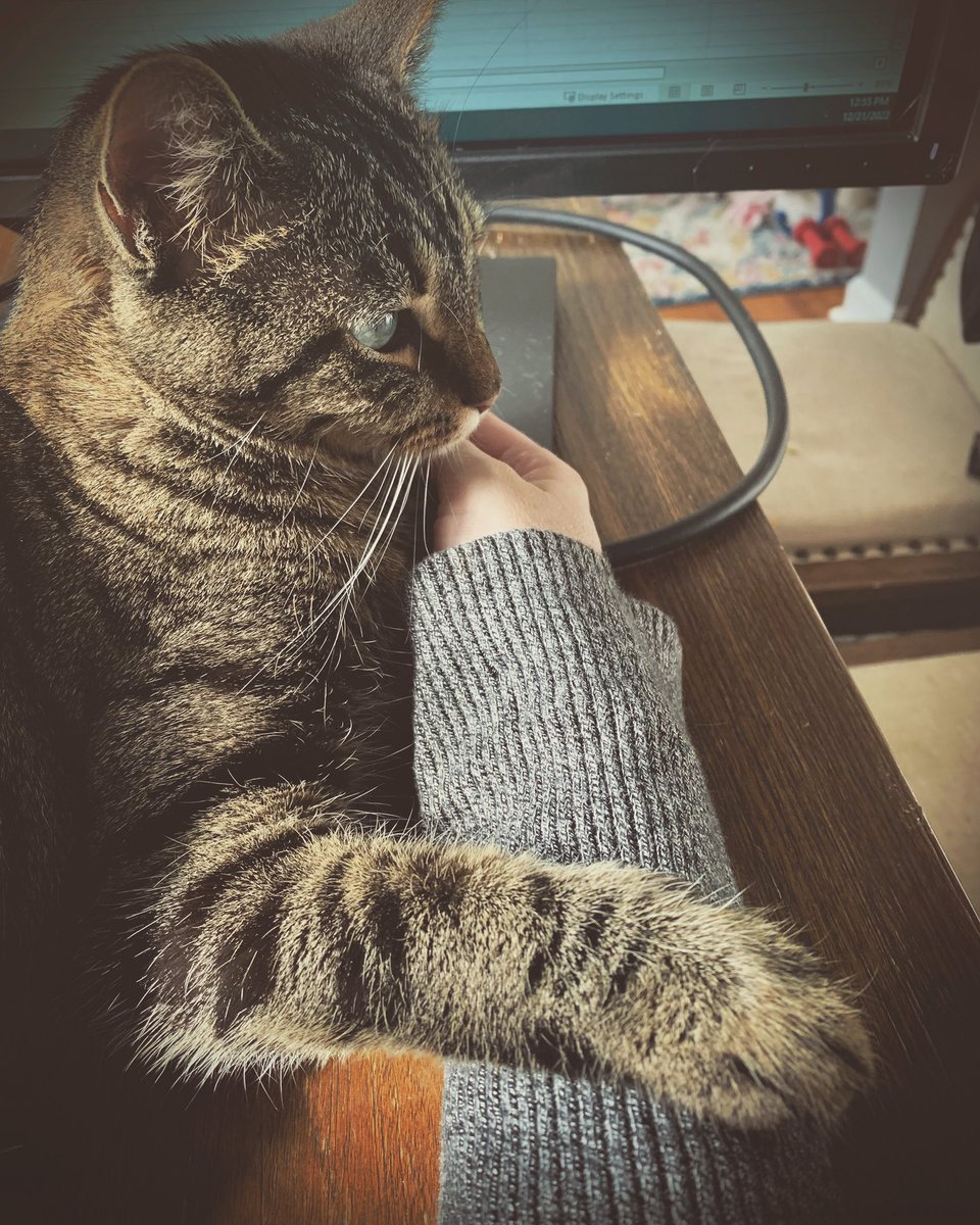 KelsiLovett's tweet photo. this little coworker is happy we’re on a holiday/vacation day stretch until next year!
#catsatwork #homeoffice #workfromhome #catsofnashville #CatsOfTwitter https://t.co/PxLL6VjadS