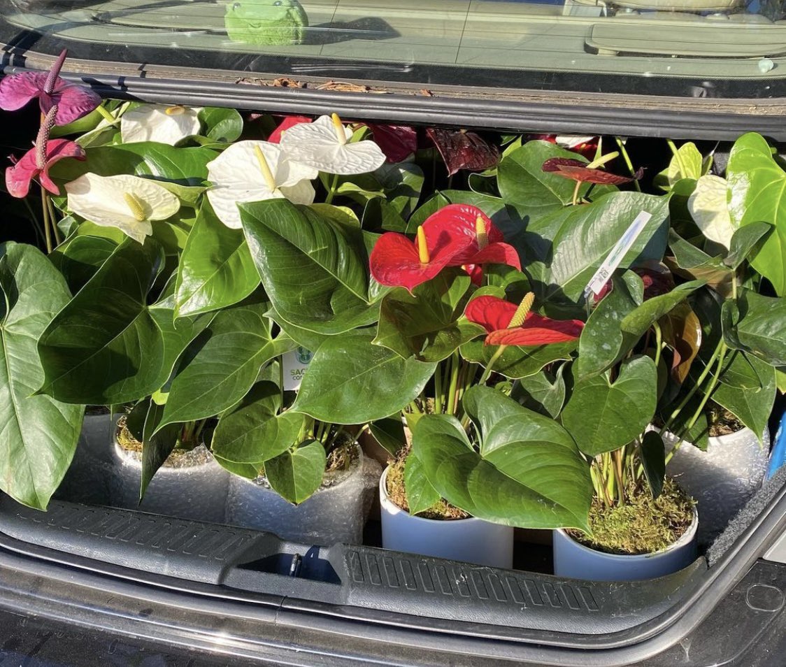 Anthurium gifts for Toth Construction ✨ 🎄 
.
.
.
.
.
.
#plants #sacredcompanypnw #seattle #plantgifts #anthurium #houseplants #christmas #gifts #pnw