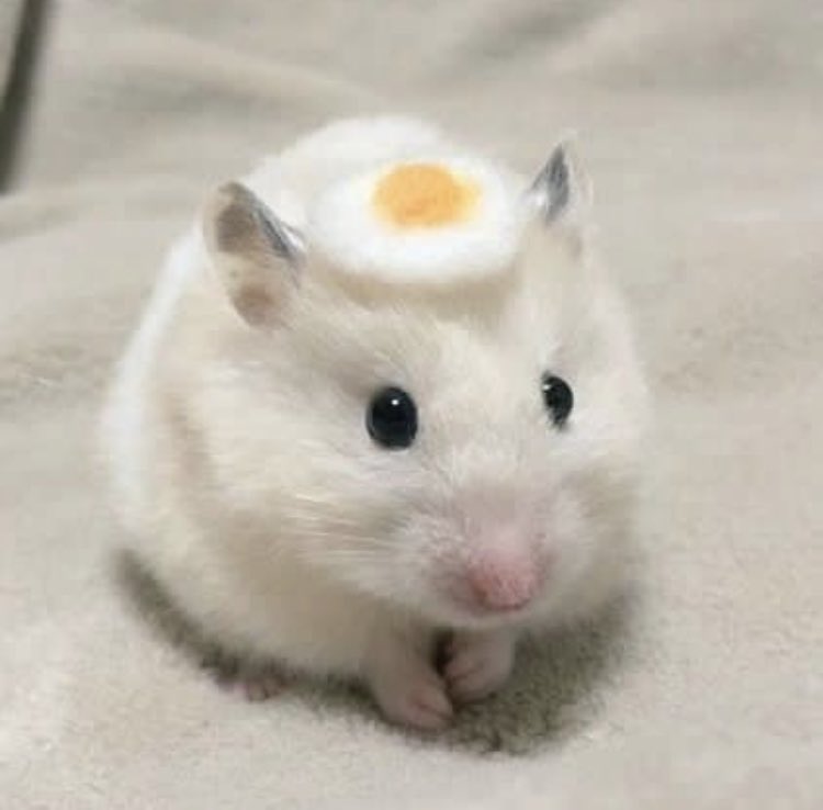 HumStir's tweet image. hab anyhum see my bekfas ???  i wus jus   cookig it , turn my bac n it gong😫😫😫