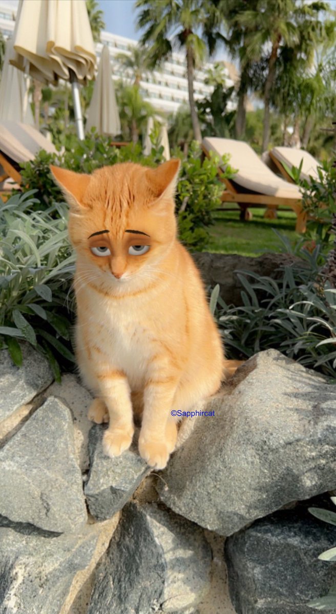 Sapphircat's tweet photo. This magical cat loves to sunbathe #sapphircatnft #nft #NFTCommunity #NFTs #nftphotography #cat #cats https://t.co/YOJGTzssBW