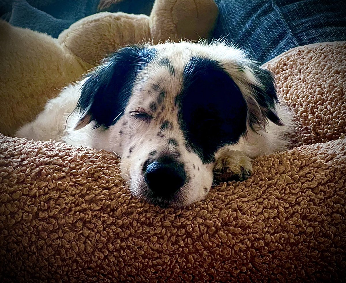 Boho_For_Life's tweet photo. Are we done wrapping paw-resents yet Mom? #dogsoftwitter #ZSHQ #Aussie #BorderCollie #AussieCollie #CaliforniaBorderCollie #XMAS2022 #LoveDogs https://t.co/WqEGfWub1L