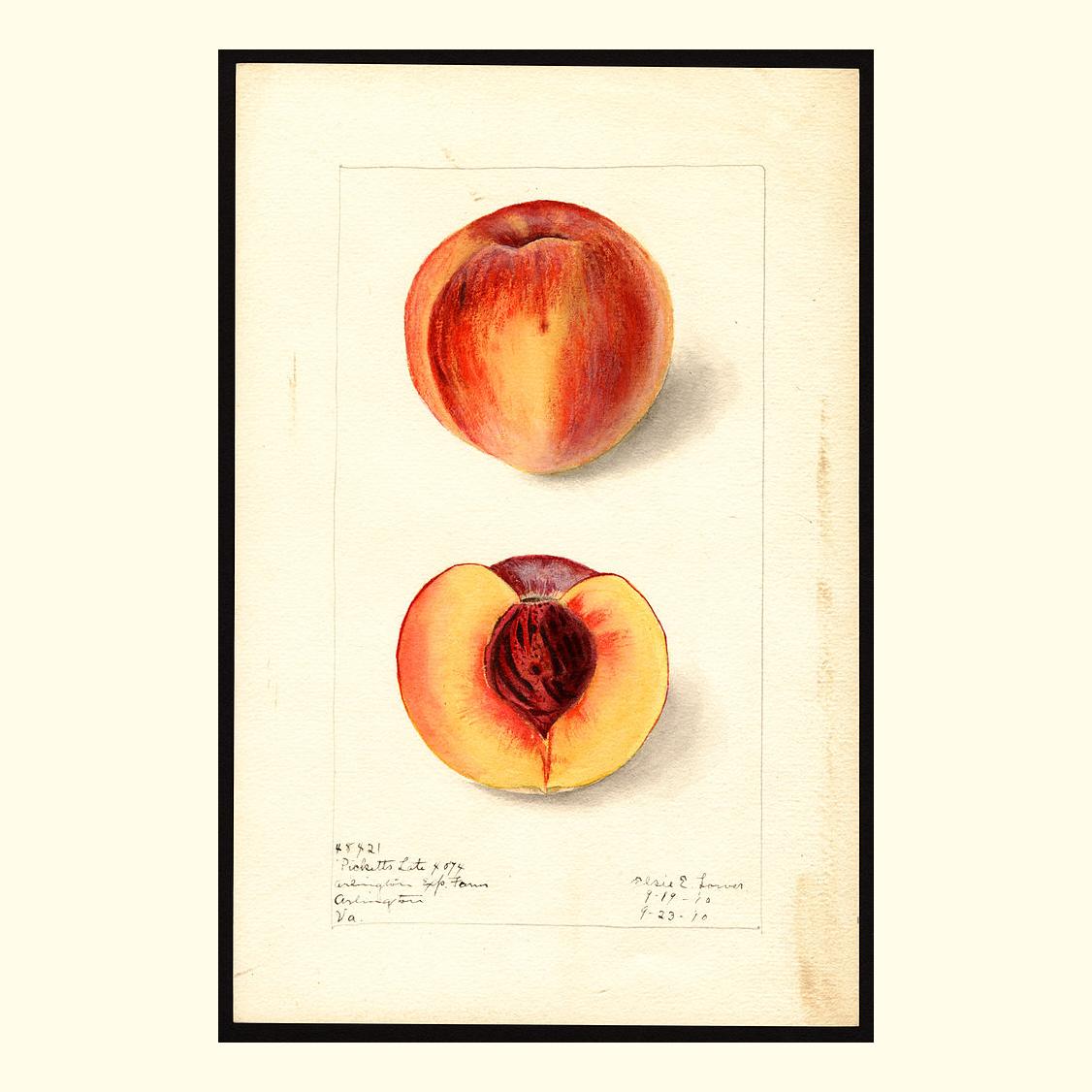 pomological's tweet photo. picketts late peaches, painted by elsie e. lower, 1910 https://t.co/AuCBTtKoxG