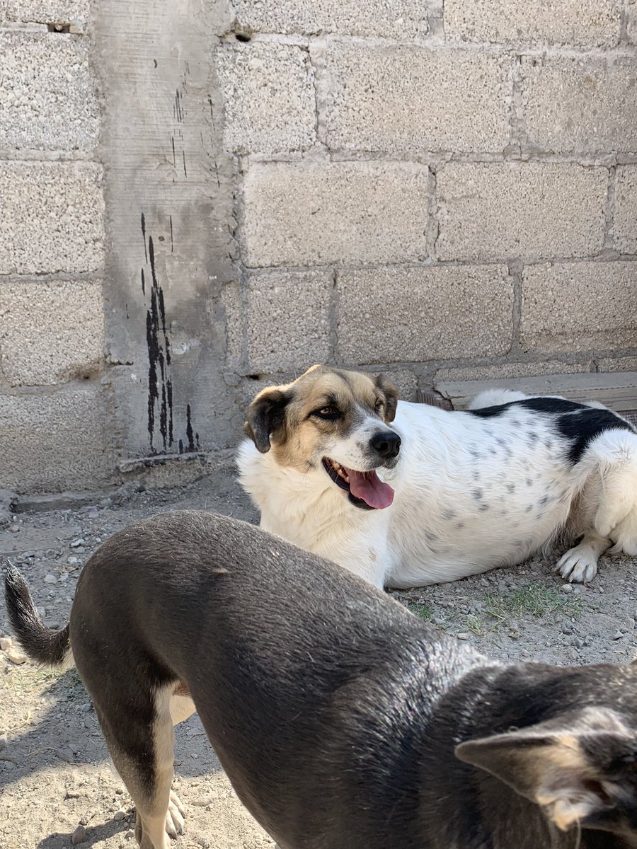 emendozaiee's tweet photo. 🐶 ♥️ El día de hoy, entregamos el alimento recolectado por el @Puebla_IEE a la asociación “AMORdiditas” Muchas gracias a todas las personas que se sumaron a esta noble causa @BlancaYCG @SofiaMGorbea @ArturoBaltazarT @alibethmg @Vilivonne9 

#AdoptaNoCompres https://t.co/5WpItXXZju