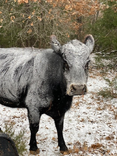 tcblume's tweet photo. Thanks to Tony from Wanette who sent @kfor this picture. This Angus does not look amused to be transformed into a Charolais.  #cowhumor https://t.co/emlPy3edOE