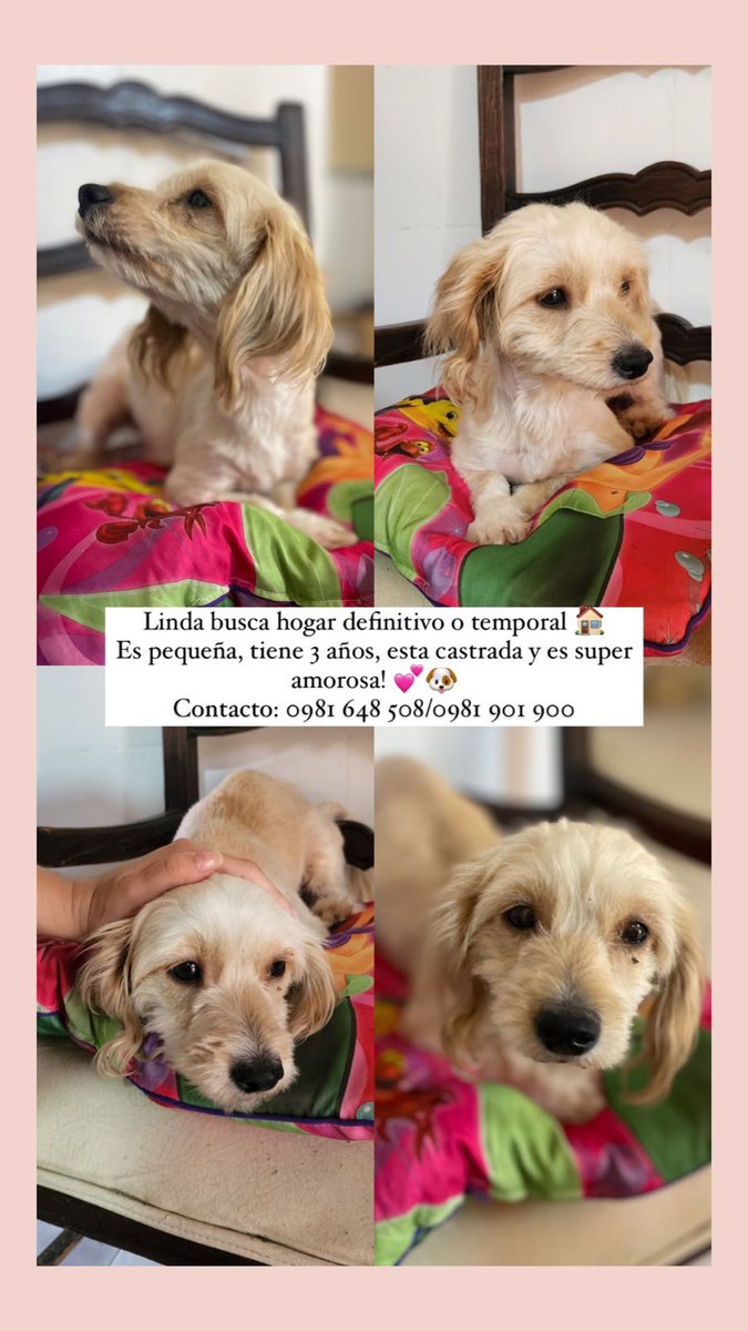 manu_ochipinti's tweet photo. Linda busca hogar 🐶💖 y miren lo linda que es 🥺

📲 0981648508

@Ayudandopeludos https://t.co/VXcxP4g4vg