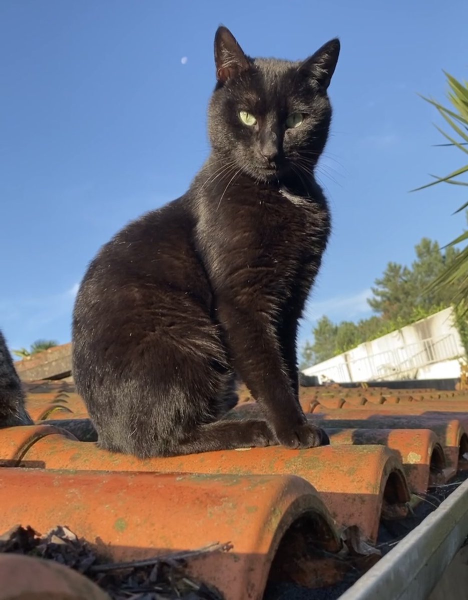 CallMeTuga's tweet photo. Álbum: Gatos no telhado https://t.co/ijsh4OWGka