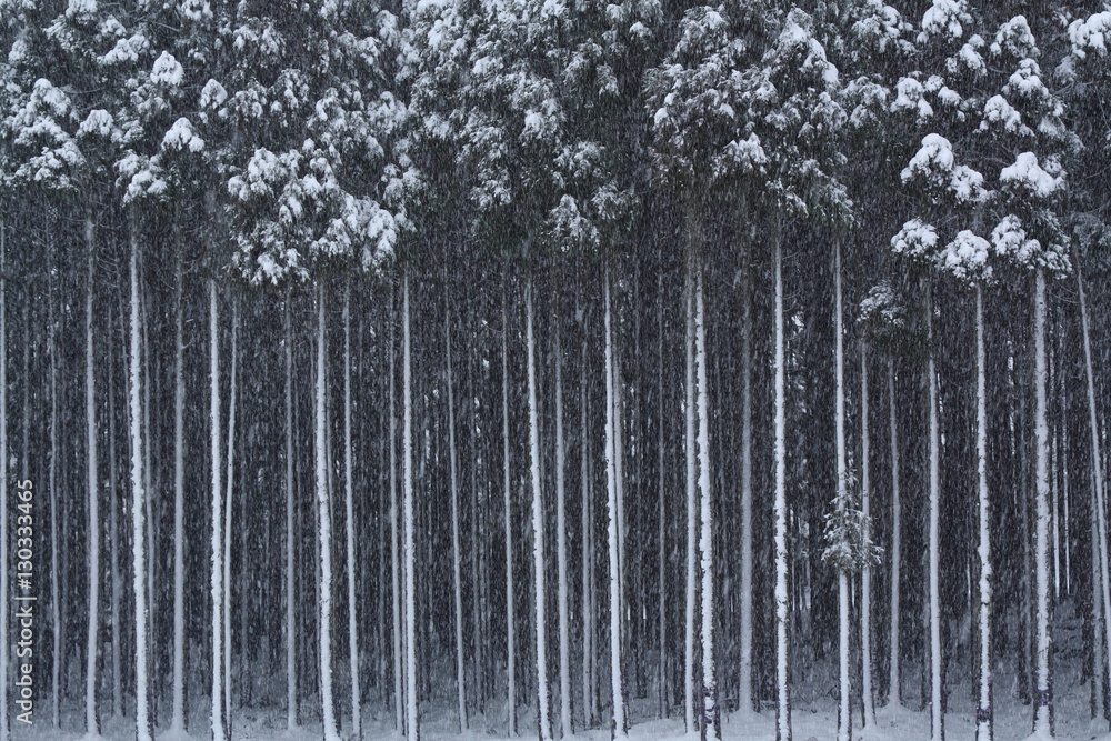 velvia100's tweet photo. Snowy cryptomeria forest
https://t.co/jIqV5W4GvR
#Winter #cedarforest #cedar #forest #stem #snow #snowfall #white #nature #landscape #Japan https://t.co/1acJeW5DJO