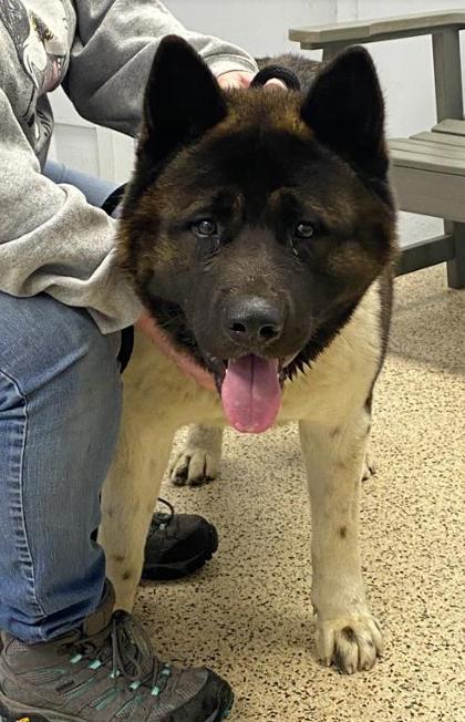 Calling all Akita lovers, we have some dogs for you! 

Kuma, Ghost and Kogo were all rescued from a backyard in Philadelphia. They aren't enjoying kennel life very much.

Please share, reach out to adoptions@pspca.org or come visit our shelter!