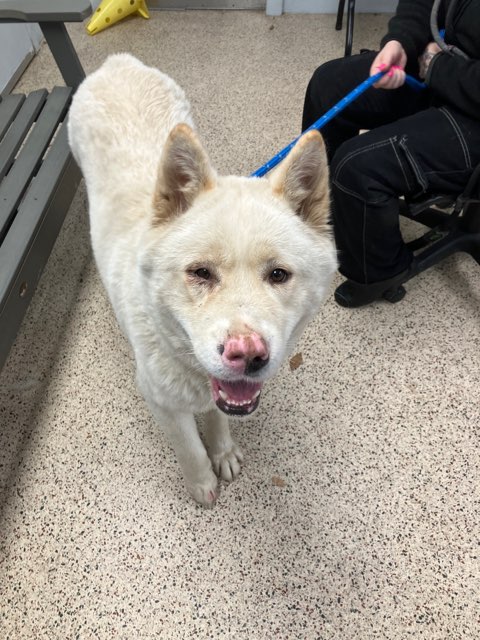 Pennsylvania SPCA tweet media
