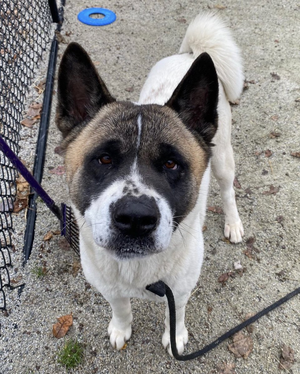 Pennsylvania SPCA tweet media