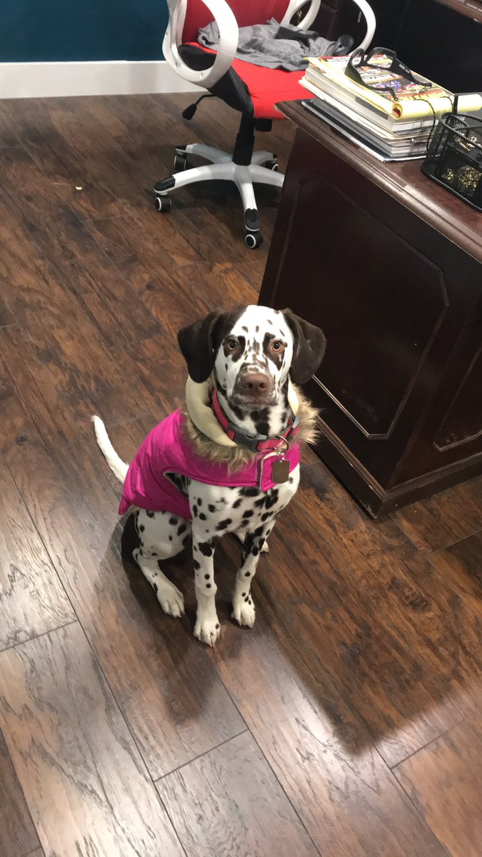 Crusader2C7's tweet photo. When it’s 24 degrees outside. We will dress the part #dalamations #texas #TexasFreeze https://t.co/0YHeeoC1M7