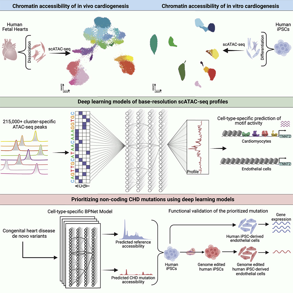 Excited to share our latest publication <a href="/CellCellPress/">Cell</a>  authors.elsevier.com/c/1gIGbL7PXiqu…