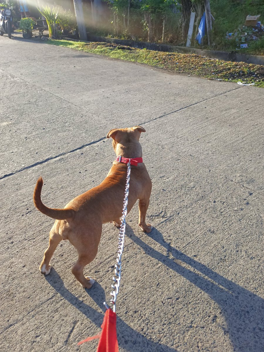 BECNN3's tweet photo. Merry Christmas Everyone
#americanbully https://t.co/kfRkkd6erJ