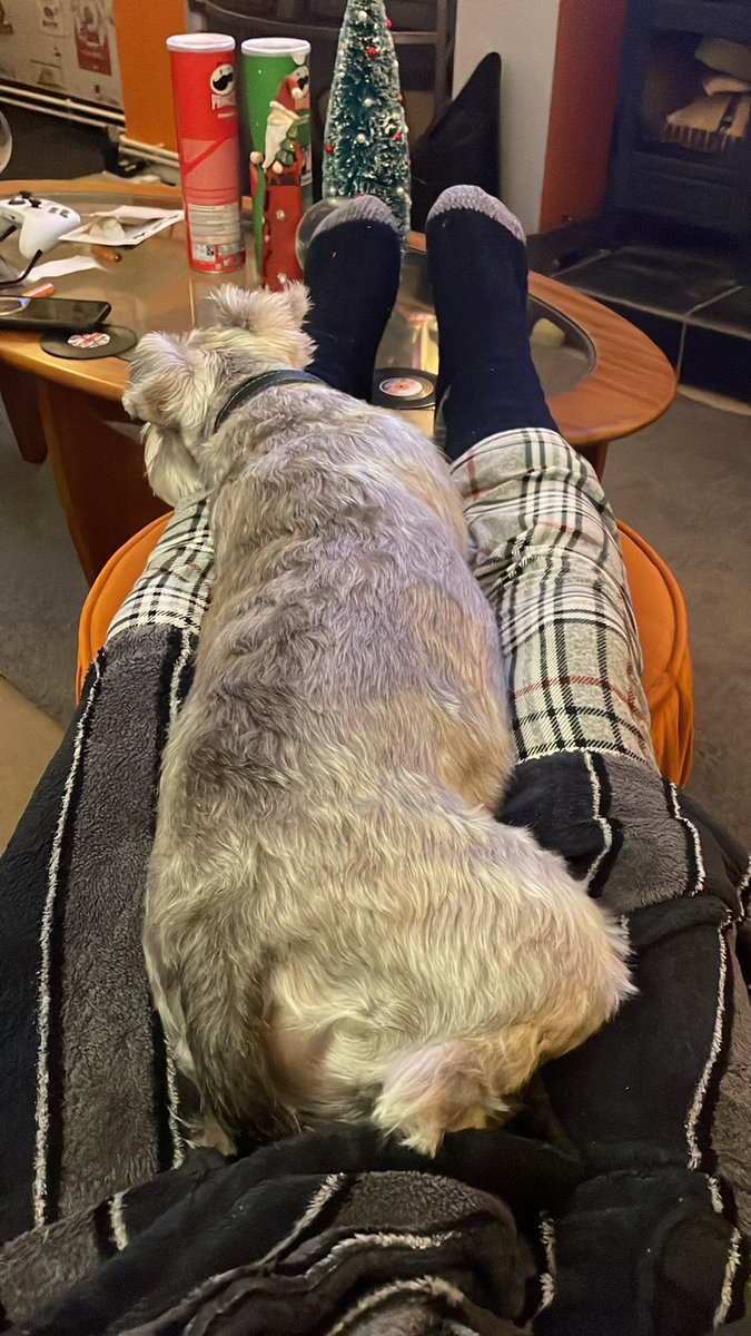 colonel_oscar's tweet photo. Sod you daddy! I’m comfy! #SchnauzerGang #DogsOfTwitter https://t.co/Wuk6F74ZCK