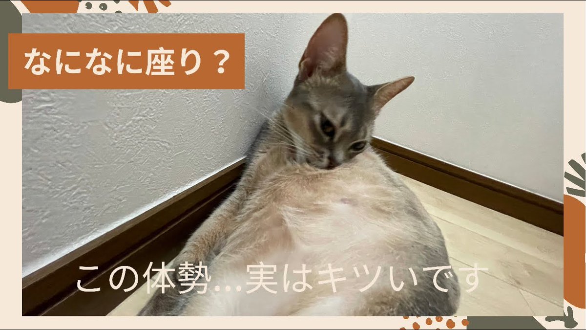MeowMoeDotCom's tweet photo. 【#スコ座り】ズボラ猫のルーティン(#ベンガル猫とアビシニアン)Aunt ...
https://t.co/X5MfjFz2SK
#jamp #ネコ #Bengal #Kitten #Kittey #Neko #アビシニアン #おもちゃ #かわいい #こども # https://t.co/D00N2qnKiF