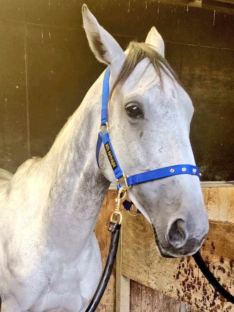 Auckland Thoroughbred Racing (@ellerslie_races) on Twitter photo Chris Waller <a href="/cwallerracing/">Chris Waller Racing</a> trained Polly Grey this morning, set for the G1 <a href="/CambridgeStud/">Cambridge Stud</a> Zabeel Classic on Boxing Day <a href="/PukekohePark/">Pukekohe Park</a> Chris Waller <a href="/cwallerracing/">Chris Waller Racing</a> trained Polly Grey this morning, set for the G1 <a href="/CambridgeStud/">Cambridge Stud</a> Zabeel Classic on Boxing Day <a href="/PukekohePark/">Pukekohe Park</a>