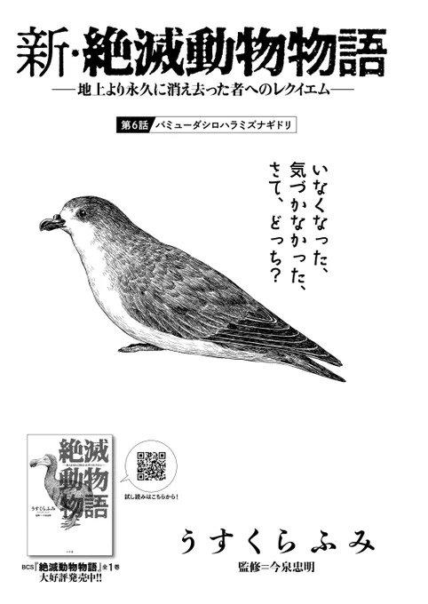 本日発売のビッグコミック新年1号にて『新・絶滅動物物語』載っております。第6話はバミューダシロハラミズナギドリです。 