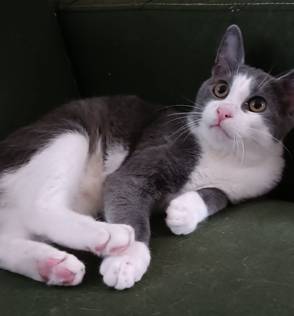 Gri kedi diye ölünen zamanlar vardı. Hele gri smokin, taparlardı!  Vay be ne zamanlarmış ! 

Son bi şansını deneyerek döndürelim mi ilanını hep beraber?
Retweet yaparsanız sevinirim🙏

3,5 aylık erkek.

Şehir: İstanbul
@elmyraben