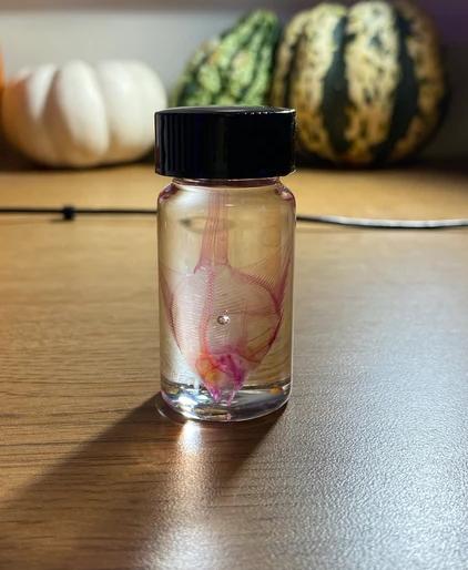 animalsamples's tweet photo. "Will you diaphonize me or my pet?"
I'm really sorry to say "No". If I diaphonized-by-order, you must send me your animals, then I'll send it back to you when finishing. The shipping fee is so high, therefore I don't diaphonize-by-order.
#specimen #deadthings #dark #creepy https://t.co/hS65L7HaGY