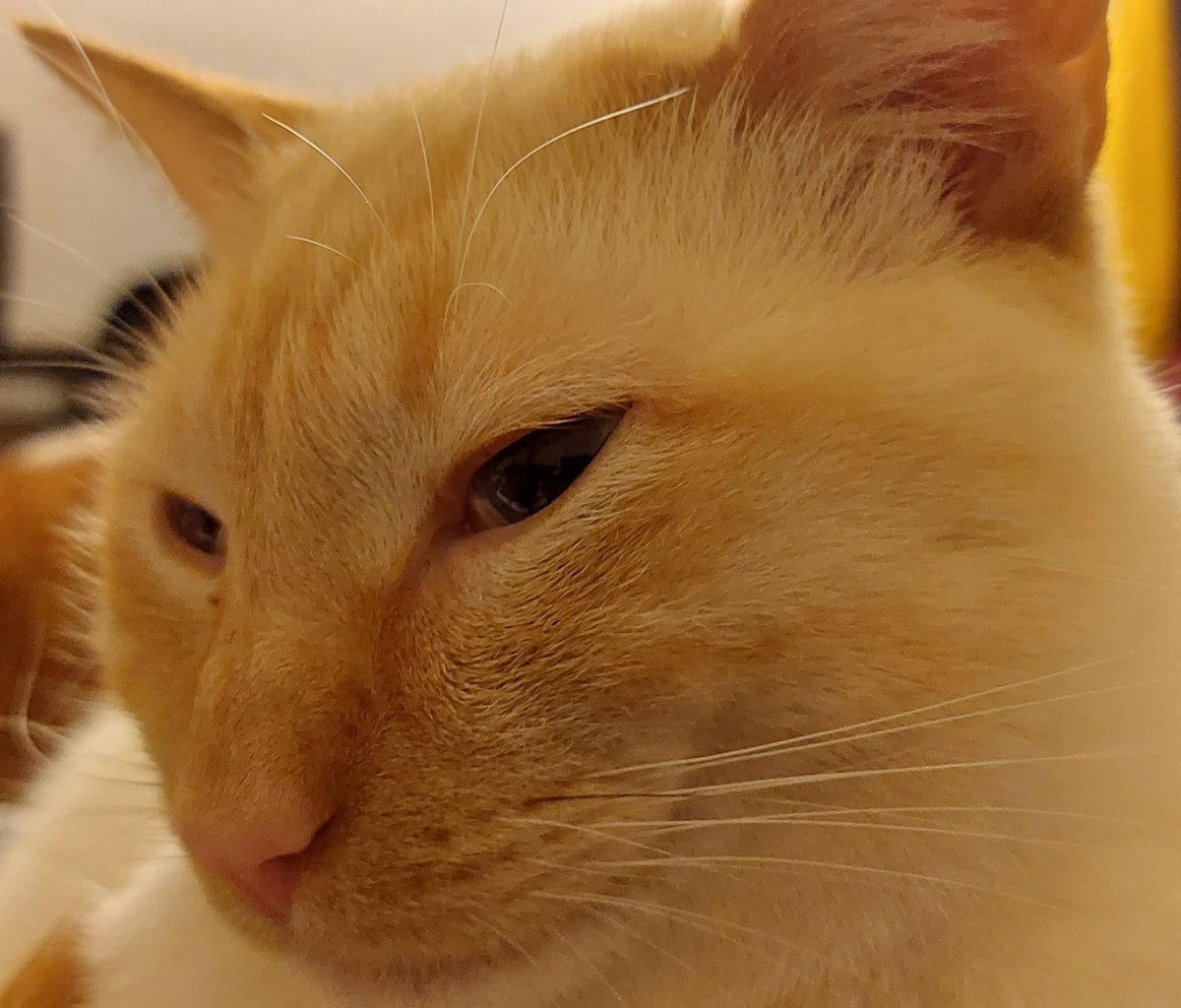 null2001's tweet photo. Just look how smug Bug is! He doesn't appreciate that it is -15 Fahrenheit outside. #SmugCat https://t.co/VwInOwU0aw