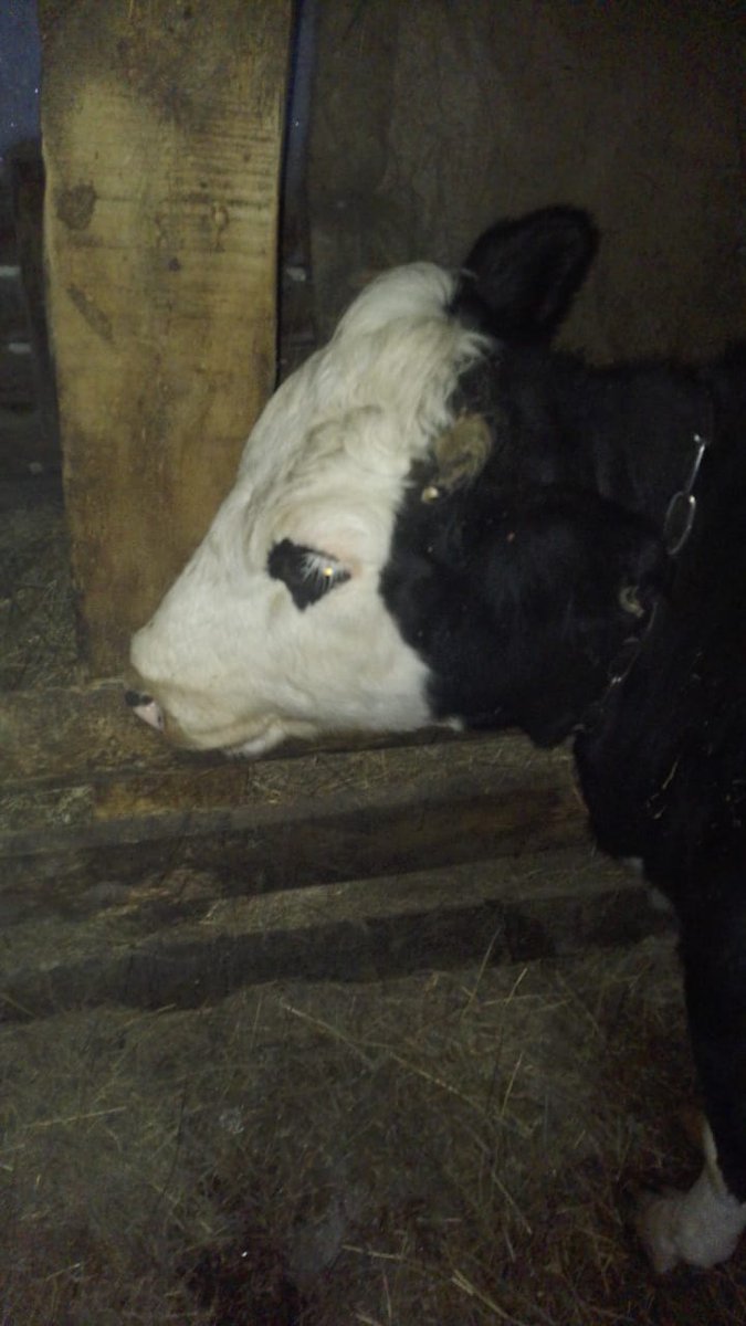 устрицавтрамвае on Twitter: \"Чот скучно в ленте сплошная жопа,ну та ...